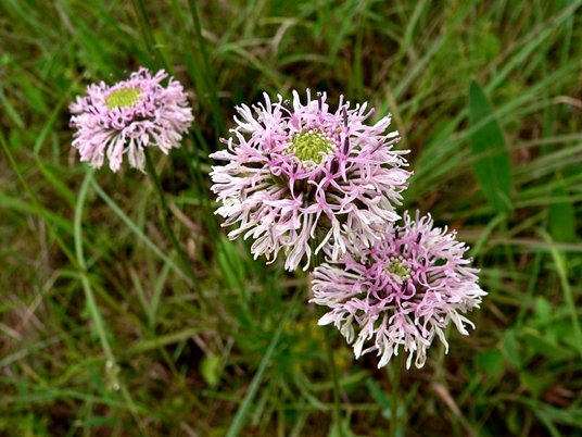 {Marshallia tenuifolia}